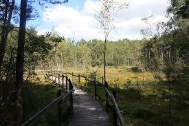 Goździkowe Bagno